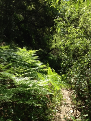 Bushwhacking through the ferns.