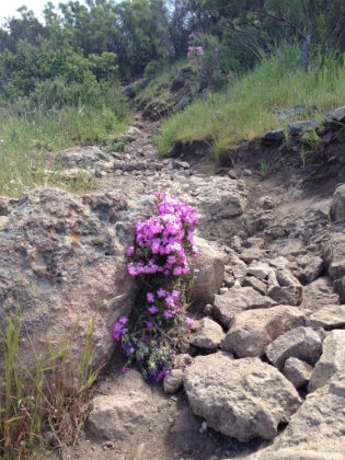 Spring wildflowers are in bloom.