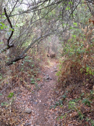 Tight single track, much of it with overhead foliage. Awesome running.