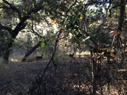 Almost always guaranteed to have a deer sighting on this trail.