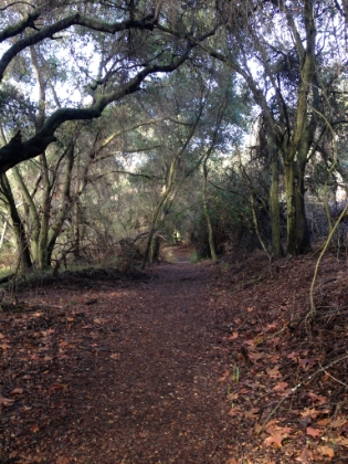 Love the tree cover.