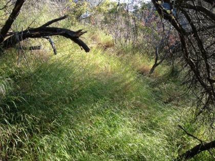 The "trail" looks like this in places. I always get nervous when I can't see where my feet are landing. The phrase "snake in the grass" keeps coming to mind.