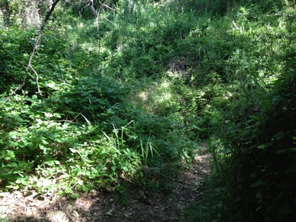 The trailhead. It doesn't get much traffic, which is just the way I like it.