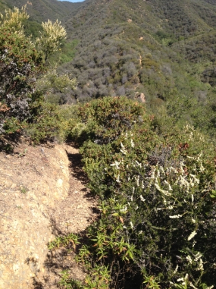 A common section of "trail". I guess you would call this 1/2 track.