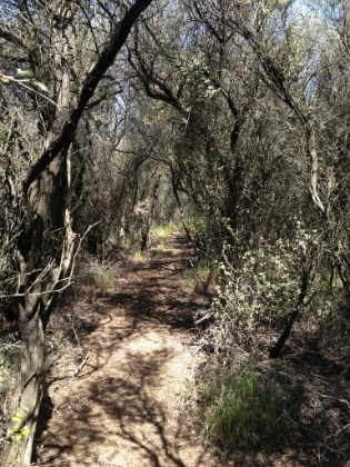 Tight overhead chapparal in places.