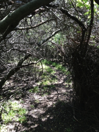 Sections of great single track.