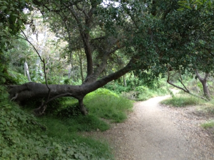 Not quite as narrow or as green as Temescal Rivas, but there are still some great sections of trail.