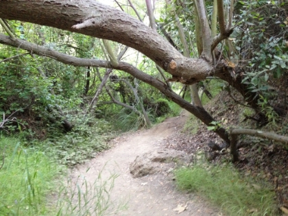 There's some cool vegatation on this trail as well.