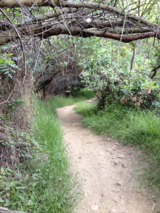 Some more nice single-track above the waterfall.