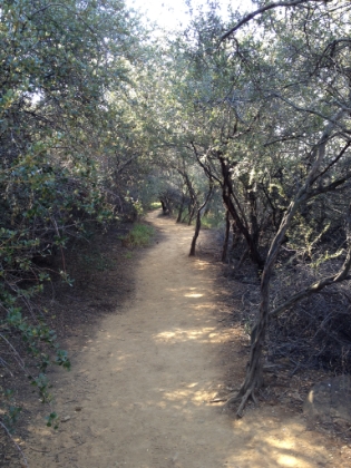 Some nice single track.