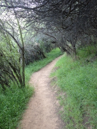 Beautiful green, covered single track most of the way.