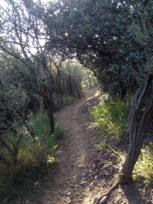 Great single track the whole way, and no bikes allowed on this trail!