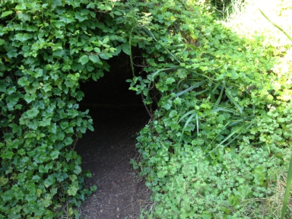 An ivy cave.
