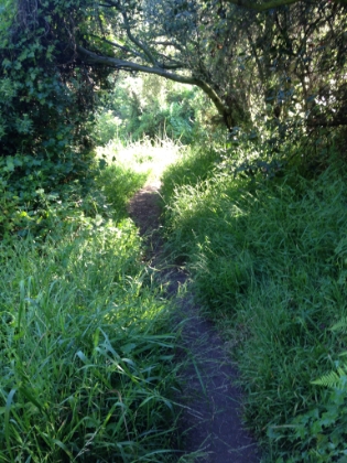 As you drop down into Rivas Canyon, things really starting getting green.