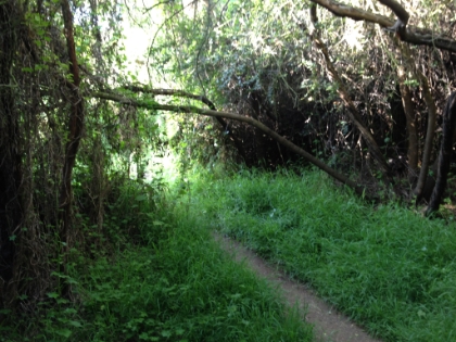 On a wet morning, it almost feels like a rain forest.