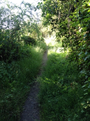 Probably won't stay green very far into summer, but as of early June in a dry year, it's still pretty green.