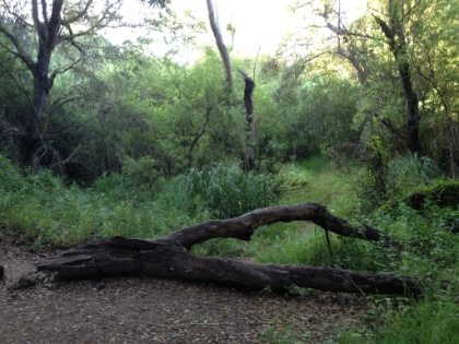 The official tournaround point when I just need a quick 3 1/2 mile, 800' gain run.