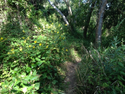 Lots of spring flowers.