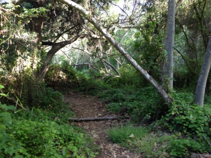 Very interesting combination of vegetation down here (probably a mix of native and non-native).