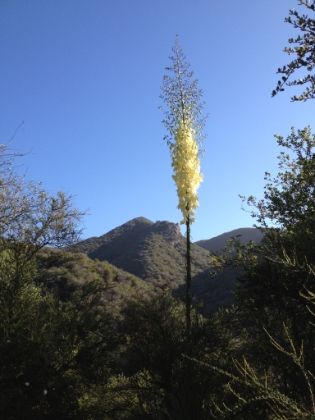 The yuccas are in bloom.
