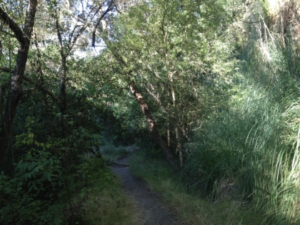 The foliage gets pretty dense in places.