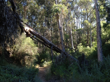 Out the other end of the trees.