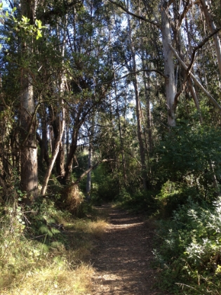 A small grove of the same sort of trees you see around Mt. Wilson.