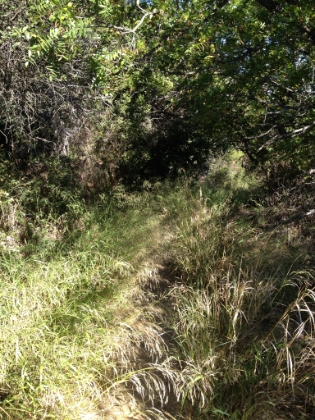 There are a couple sections of overhead foliage.