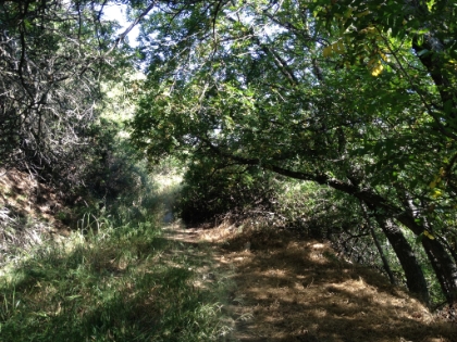 Welcome shade on a warm morning.