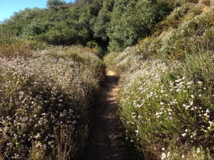 Colorful spring wildflowers.