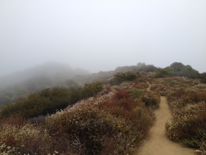 The fog seems to accentuate the wildflower colors.