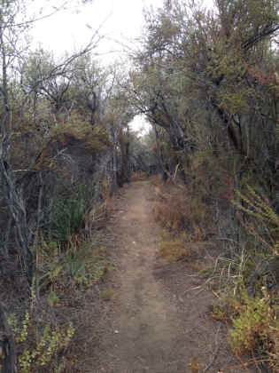 Some great, much less maintained, single track through the chapparal.