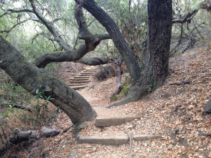 Great trees and trail along the way.