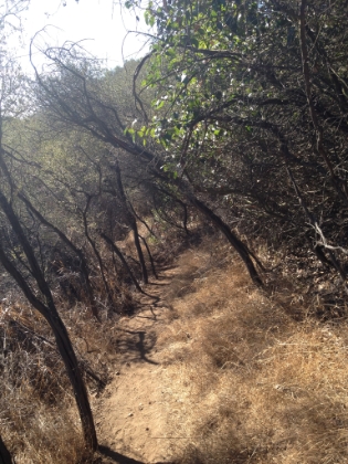 Some great single track.