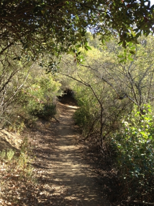 A nice section of single track that branches out from the fire road and goes the rest of the way to the top. For some crazy reason, everyone takes the fire road instead of this. Their loss, my gain.
