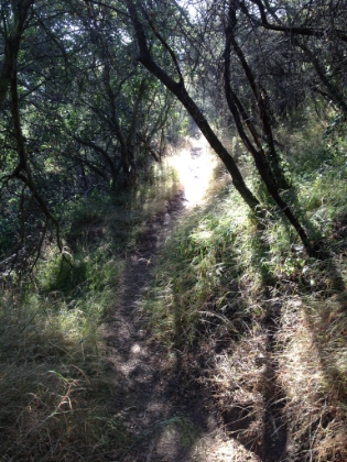 Some nice single track towards the top.