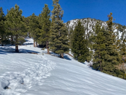 I've been mostly following some old snowshoe tracks so far.