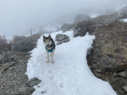 Heading down now. The one other person that was with me on the summit is heading down  as well. And her Husky hiked alongside me for a while.