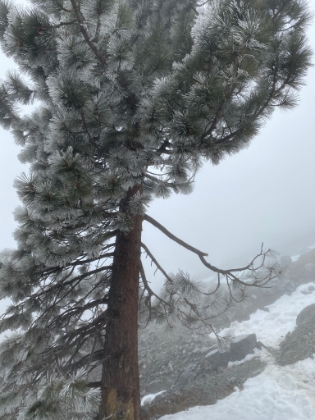 There's a light snow starting to fall, and the trees are covered in ice.