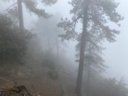 Down out of the snow, but the low visibility makes the forest a little eery. End to a very cold, but fun day.