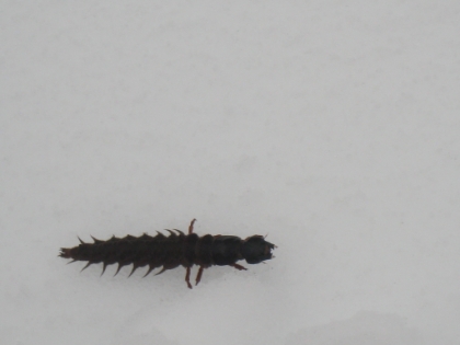 One of the crazier looking creatures that I have ever seen. This thing is about 3 or 4 inches long and is slowly crawling across the snow. It is either super resilient to the elements, or is about to die.