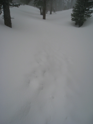 The tracks that were inches deep on the way up are already almost invisible from all the new snowfall.