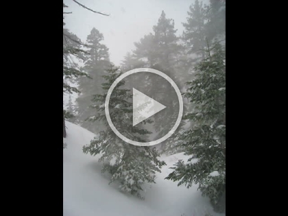 One last look at the heavy snowfall, this time with drier and larger snowflakes.