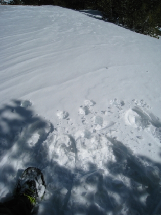 Here lies the end of the snowshoe tracks from whoever came up here before me. Evidently Timber Mtn was as far as they wanted to go (or they were smarter than I am). I will be trailblazing from here on out. It has been 5 days since it snowed, so there has been no human past this point in at least that long.