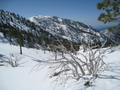 There are a lot of these barren little trees or shrubs up here, which look pretty cool against the snow.