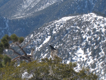 There are some big, black birds flying around up here. Hawks, ravens? I don't know, but they look cool.