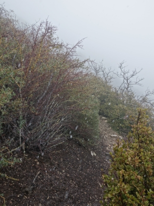 The snow starts to fall. I always find it odd to see snow amidst the chapparal.