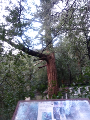 I don't think I noticed this before, but this is Old Glory. According to the sign, it's the largest and oldest Bristlecone Douglas Fir tree in the world. And that marks the end of another exciting adventure in the San Gabriels!