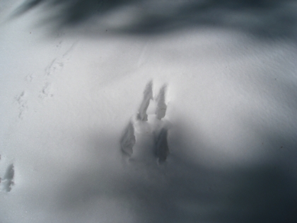I have still yet to see any large wildlife in the snow, but there sure are a lot of really large tracks. This footprint (deer?) is huge, larger than my fully stretched out hand.