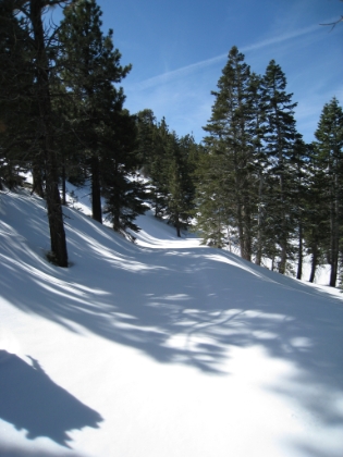 The fire road near the PCT. Like usual, not a single human sighting the entire day. And not a single footprint, which means not a single human on the trail in at least a few days, probably much longer.